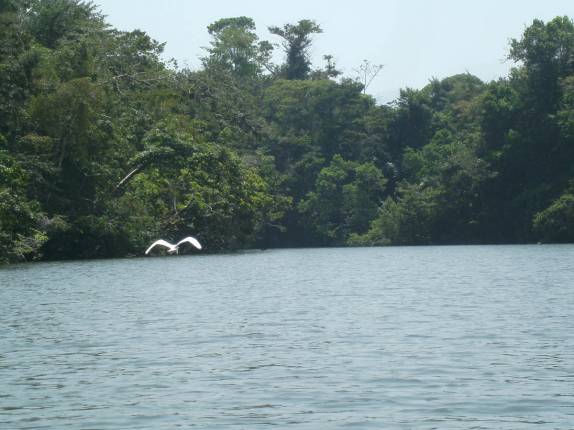 Durante passeio de caiaque, encontro com garça em afluente do rio Dulce, perto de Livingston, na Guatemala